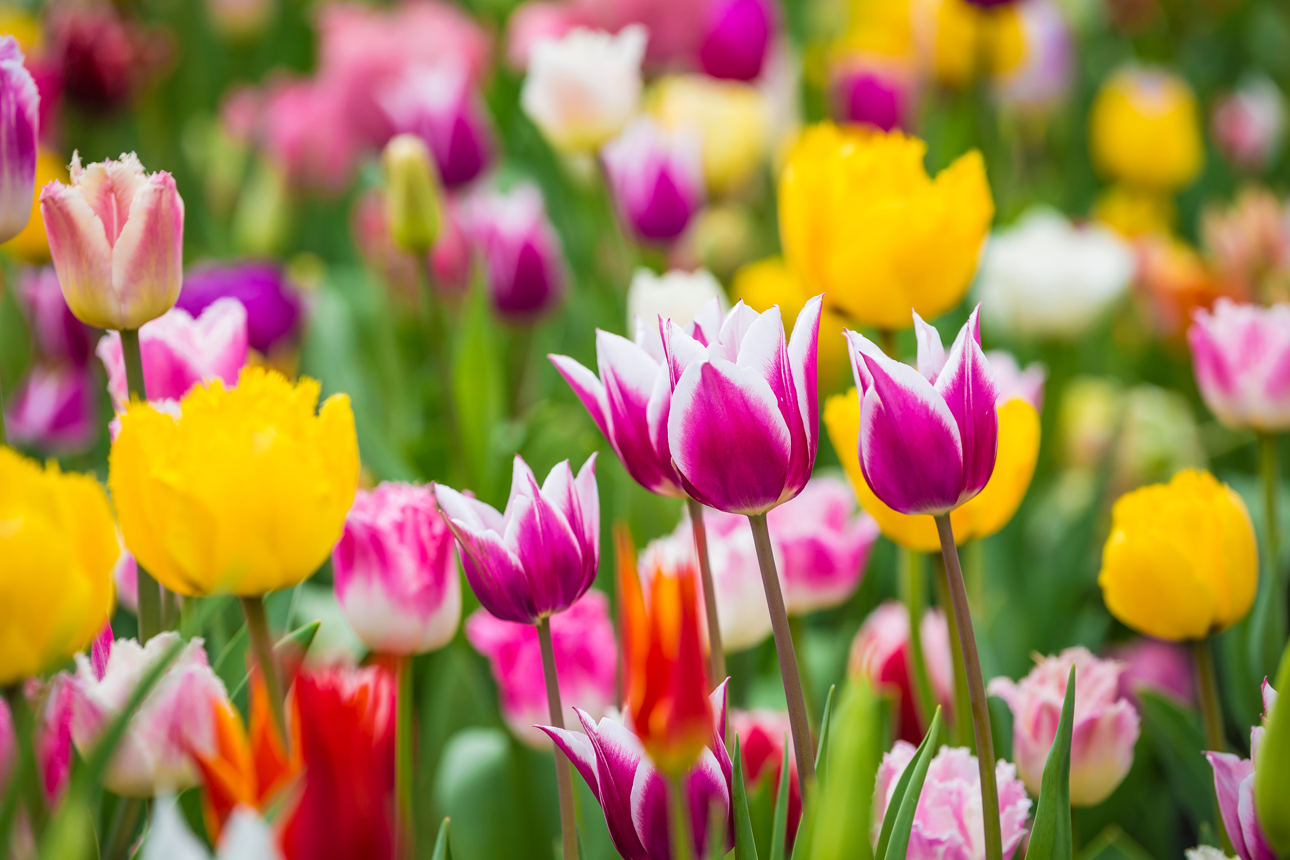 Dental Clinical Effectiveness Newsletter Spring 2025