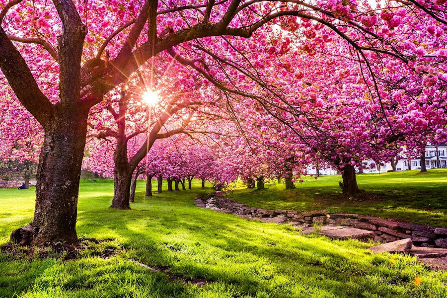 Dental Clinical Effectiveness Newsletter Spring 2026